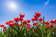 Hollandse rode tulpen van Sander Meertins thumbnail