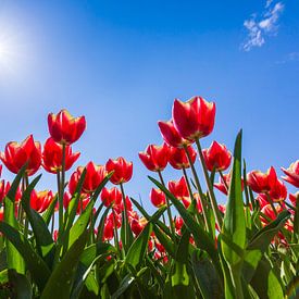 Rote Tulpen aus den Niederlanden von Sander Meertins