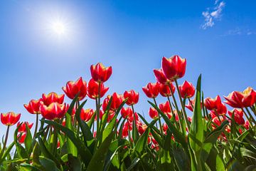 Dutch red tulips