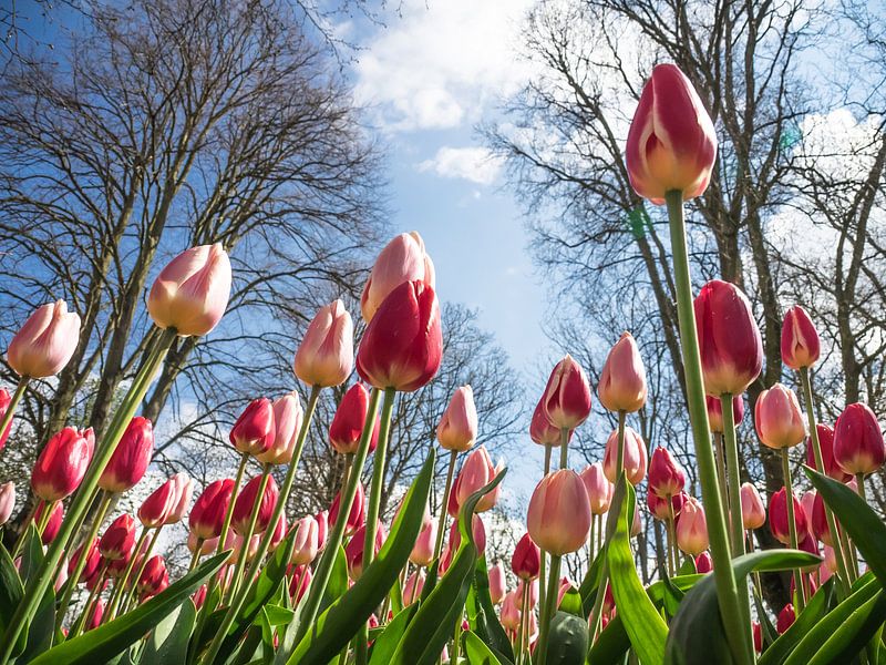 Tulpen aus einer anderen Perspektive von Martijn Tilroe