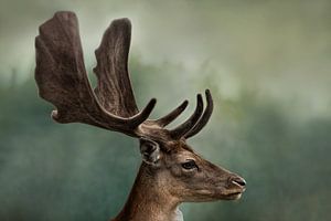 Tête de cerf