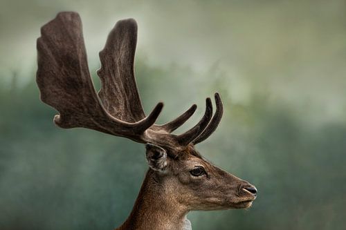 Deer head by Anouschka Hendriks
