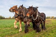 Werkpaarden driespan van Bram van Broekhoven thumbnail