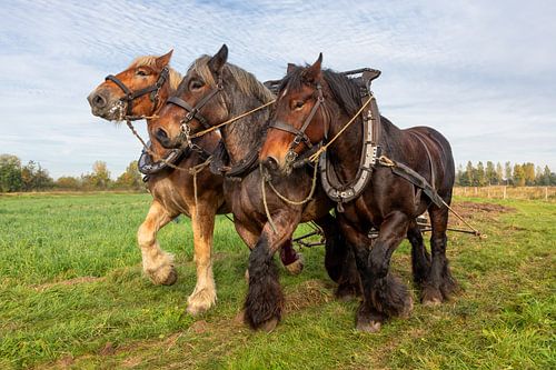 Werkpaarden driespan