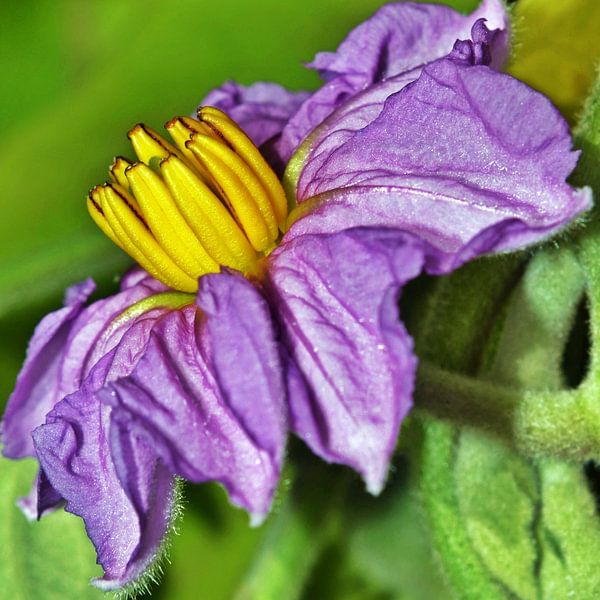 an aubergine blossom in the sunlight by Werner Lehmann