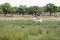 Hertje in de duinen
