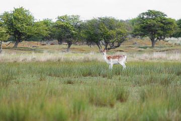 Deer in the dunes by Annemarie ten Kate