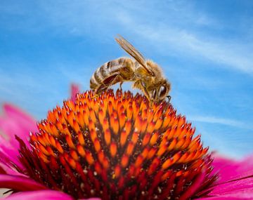 Honingbij op een coneflower bloesem