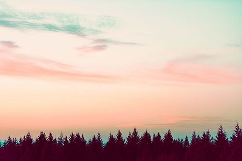 Sunset Over The Pines, Nature Magick 