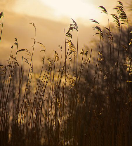 Riet in ochtendgloren