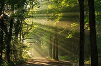 Sunshine Avenue II