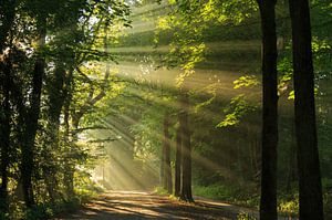 Sonnenschein-Allee II