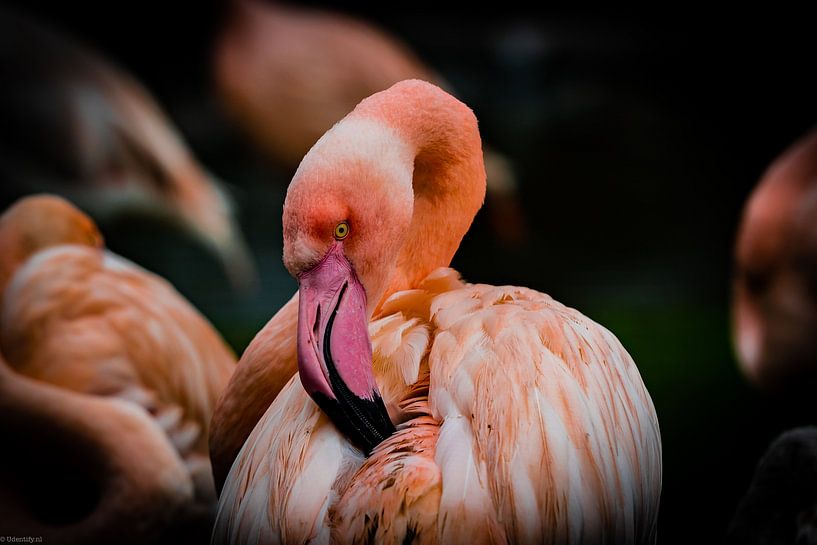My Pretty Flamingo by Arjen Uijttenboogaart