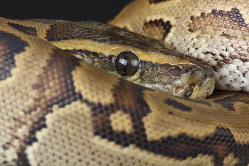 Python des rochers (Python sebae) par Ronald Pol