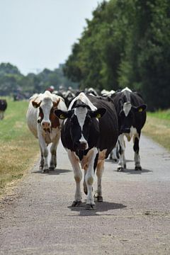 Koeien op pad van Annemarie Kroon