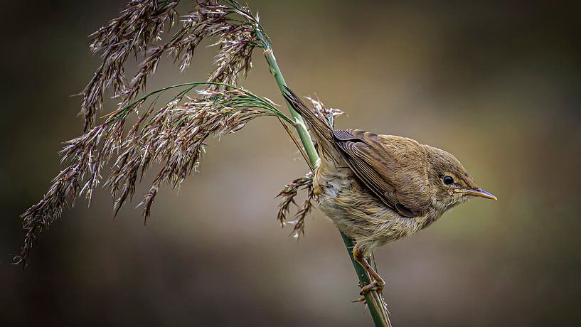Lesser Warbler by Henk Rombouts