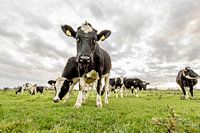 Cow