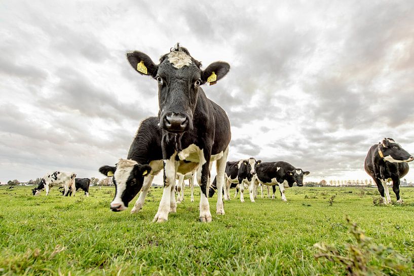 Vache par Maurice B Kloots      www.Fototrends.nl