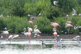 flamingo's by Petra De Jonge