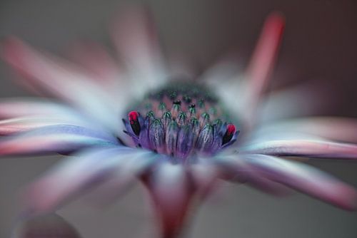 Zijn het je ogen of is het je lach