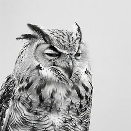 Owl in black and white by Poster Art Shop