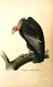Californian Turkey Vulture., Audubon, John James, 1785-1851, Californië De Gier van Turkije