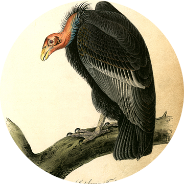 Californian Turkey Vulture., Audubon, John James, 1785-1851, Californië De Gier van Turkije