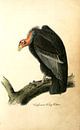 Vautour à tête rouge de Californie, Audubon, John James, 1785-1851, Californie Le vautour à tête rou par Liszt Collection Aperçu