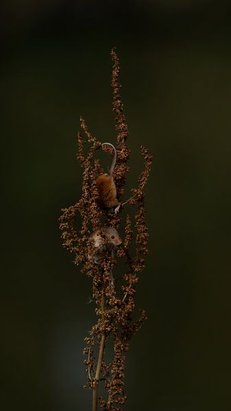 Mice by Anne Marije Hoekstra