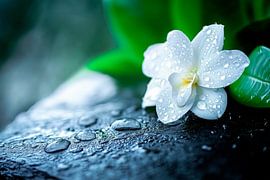 Edelweiß mit Wassertropfen auf Stein von Poster Art Shop