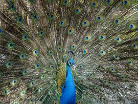 Wow, Pauw by Angela Kraan