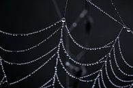 Spinnennetz mit Wassertropfen von Thomas Marx Miniaturansicht