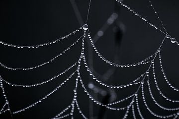 Spinnennetz mit Tautropfen von Thomas Marx