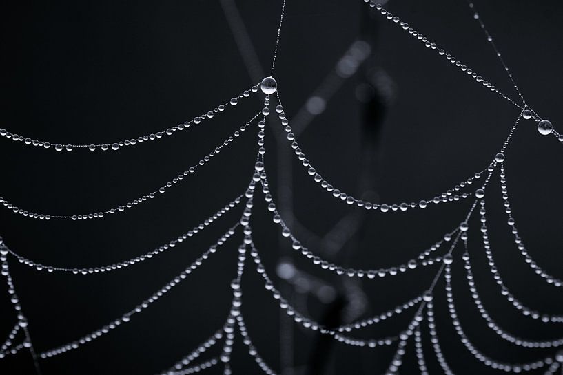 Spinnennetz mit Wassertropfen von Thomas Marx