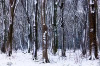 Trees in winter