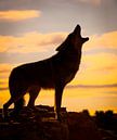 LPH 71126315 Wolf weint bei Sonnenuntergang, Kalifornien von BeeldigBeeld Food & Lifestyle Miniaturansicht