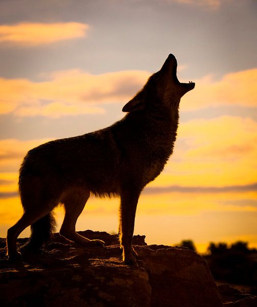 LPH 71126315 Wolf huilt bij zonsondergang, Californië van BeeldigBeeld Food & Lifestyle