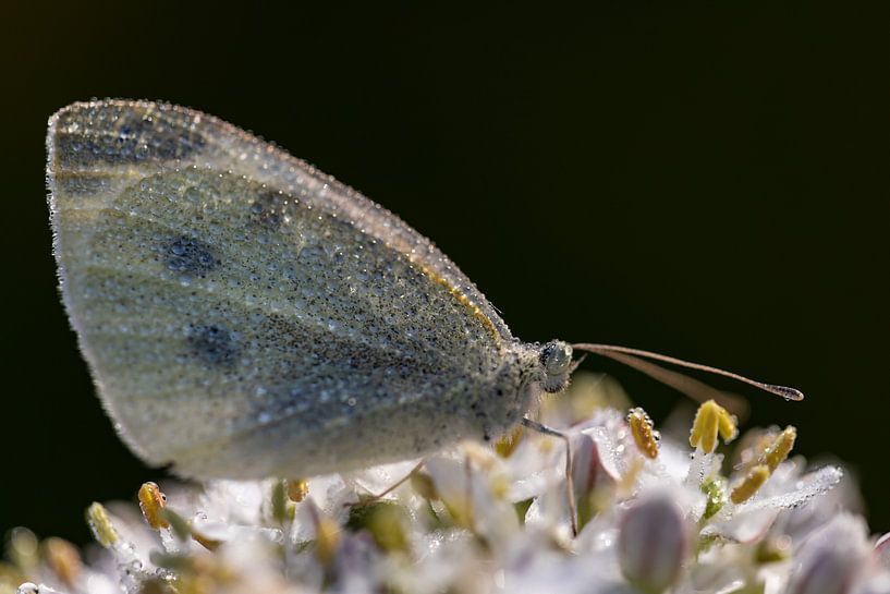 Great Cabbage White after a cold and damp night, waking up in the scant morning sun. by Marjolein Zijlstra