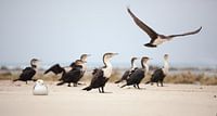 Landing, vogels (aalscholvers) op het strand