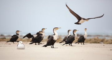 Landing, vogels (aalscholvers) op het strand sur Stephan Van Reisen