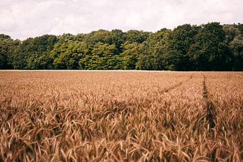 Der Weg durch die Felder.