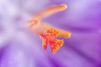Krokus