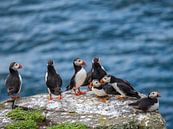 Papageitaucher, Papageitaucher, Mai-Insel von suuspixs Miniaturansicht