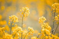 champ de fleurs jaunes par Elke De Proost Aperçu