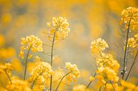 geel bloemenveld
