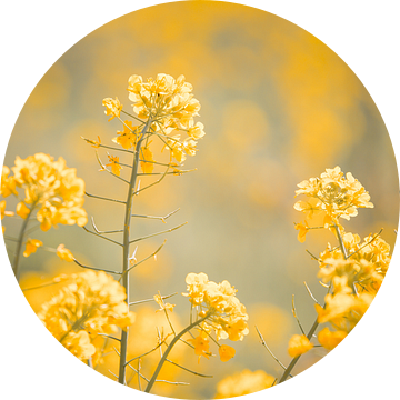 geel bloemenveld van Elke De Proost