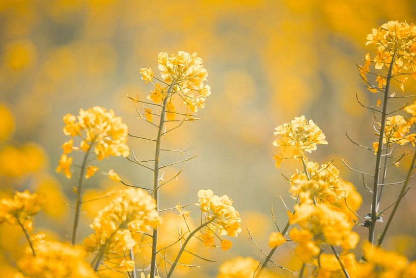 champ de fleurs jaunes par Elke De Proost