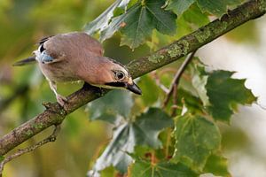Eichelhäher ( Garrulus glandarius ), Wächter des Waldes, wildlife, Europa.