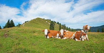 Kudde koeien bij Hirschhörnlkopf Opper-Beieren van SusaZoom