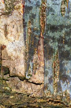 Kunst in de Natuur 2